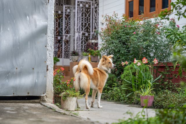 🐶 Dog Safety for UK Delivery Drivers